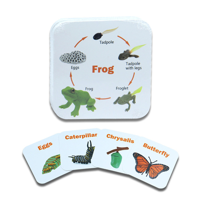 Buy Custom Animal Insect Flashcards For Children's Educational Games In Different Designs online manufacture